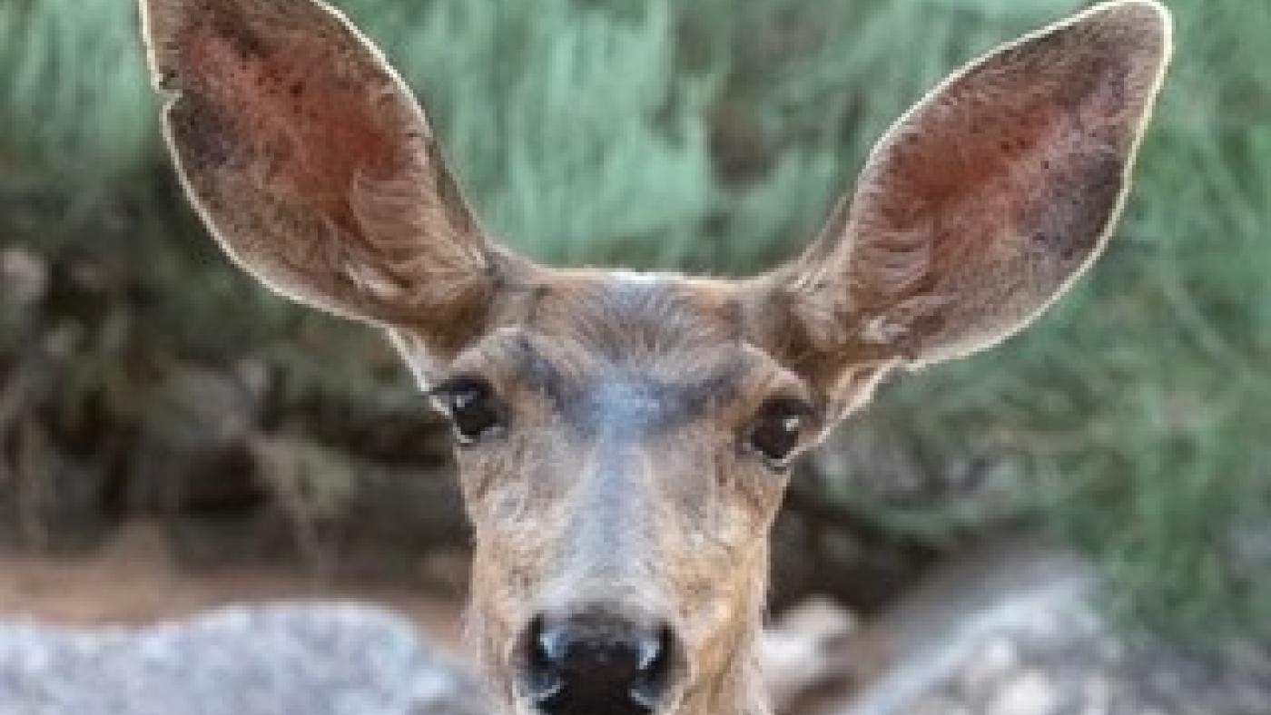 Please don't feed the deer