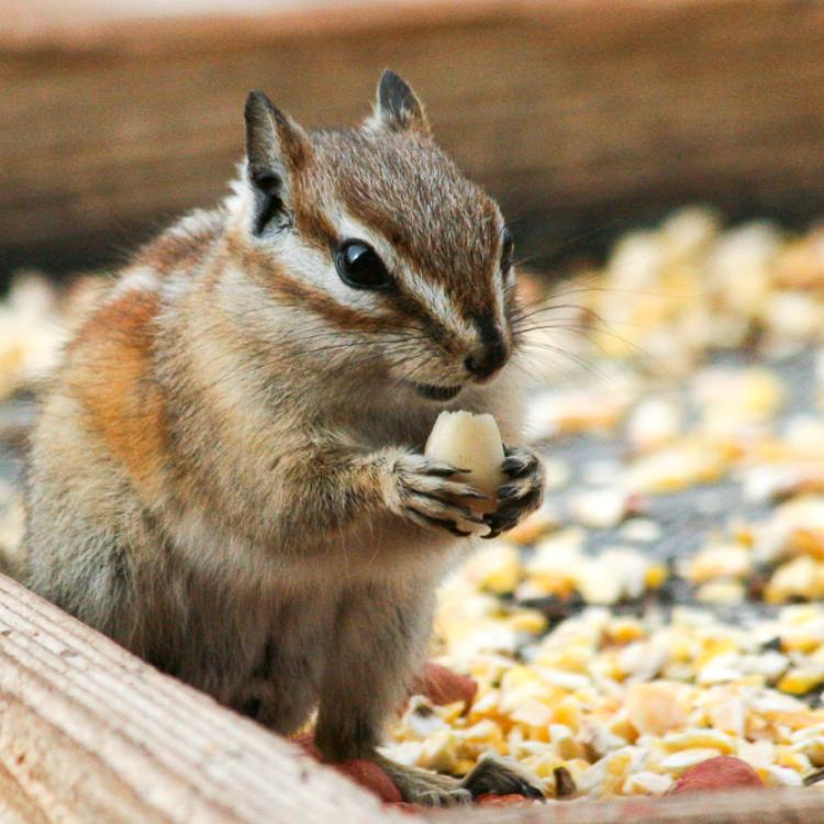 Chipmunk