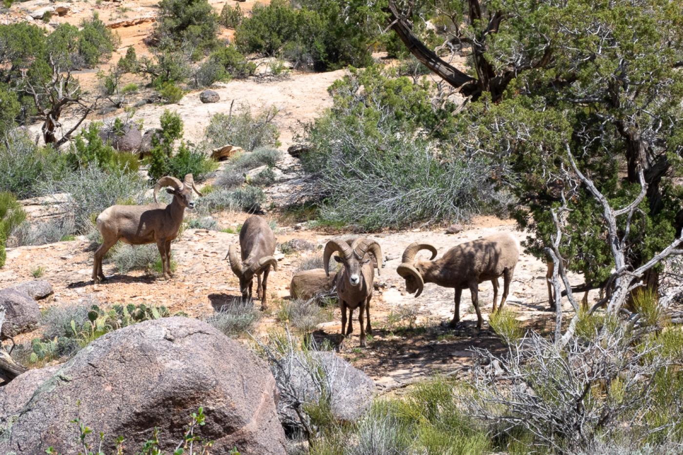 Bighorn Sheep