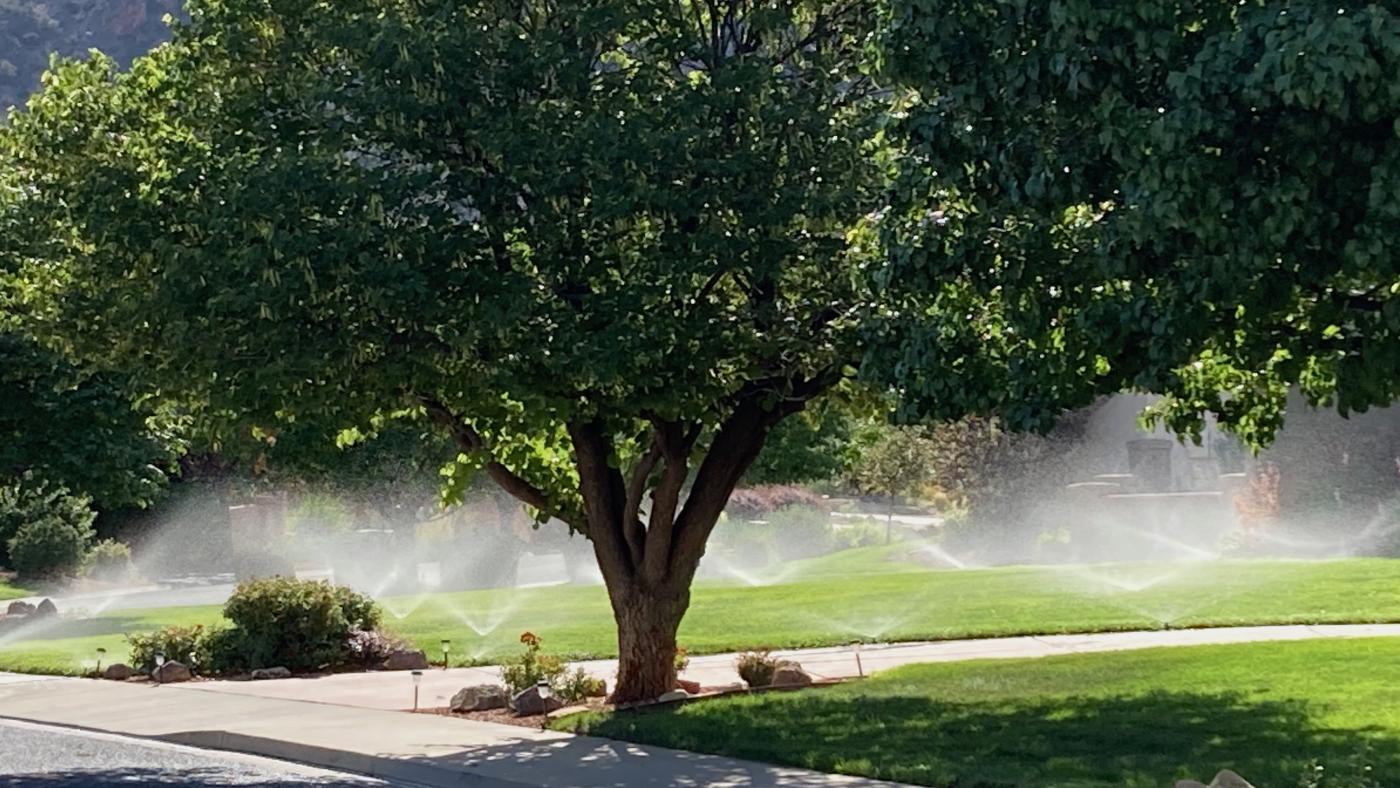 tree care